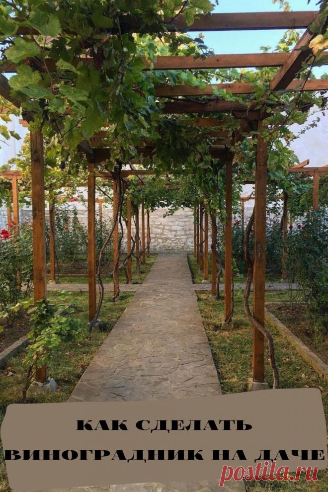 как сделать виноградник на даче