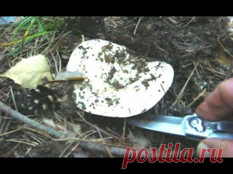 Где в лесу искать грузди - YouTube