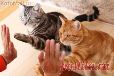 Дайте пять! | KotoMail.ru