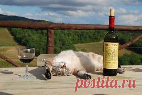 -Почему напилась, почему напилась..... —А потому, что после шести жрать нельзя !!!!!!!!