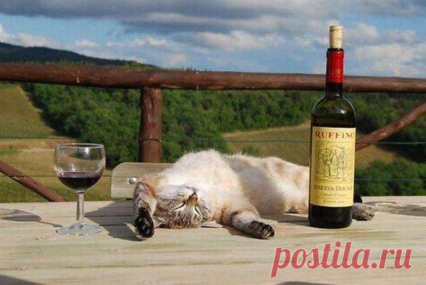 -Почему напилась, почему напилась..... —А потому, что после шести жрать нельзя !!!!!!!!