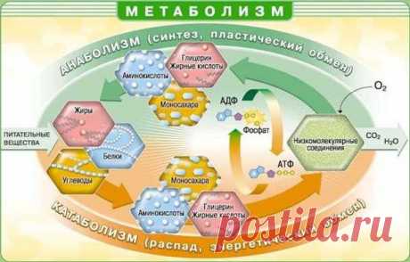 Роковая ошибка, убивающая наш метаболизм