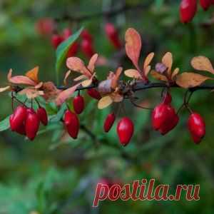 Барбарис лечит урологию и заболевания желчных путей | Зеленая аптека