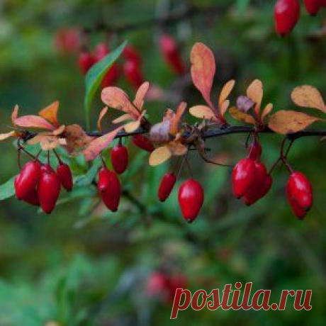 Барбарис лечит урологию и заболевания желчных путей | Зеленая аптека