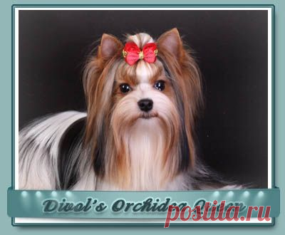 Питомник биверов ДИВОЛ'С.