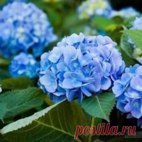 Гортензия садовая: изысканное украшение вашего ландшафта - lenarypa@mail.ru - Почта Mail.Ru