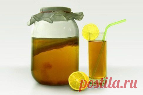 Все секреты чайного гриба