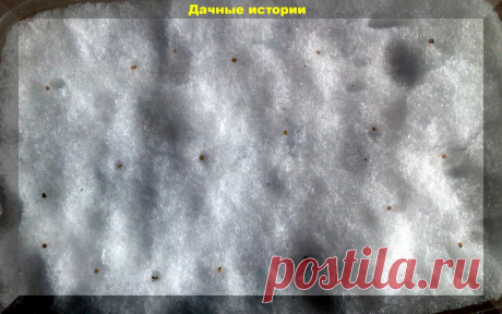 Совсем не прорастают семена? Главная причина - стратификация | Дачные истории | Яндекс Дзен