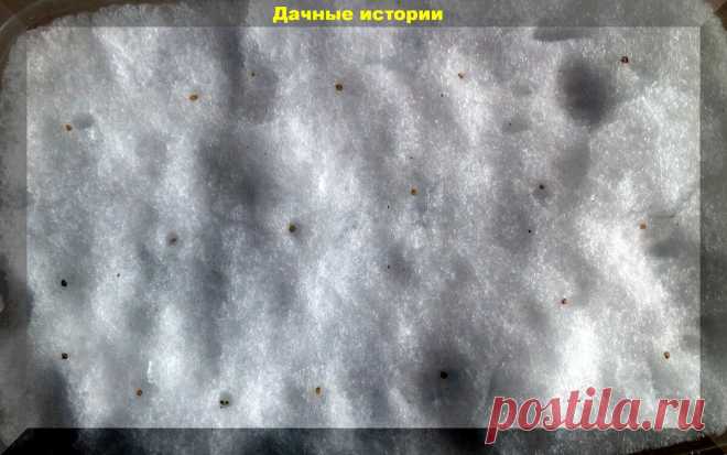 Совсем не прорастают семена? Главная причина - стратификация | Дачные истории | Яндекс Дзен