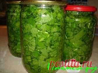 Щавель на зиму