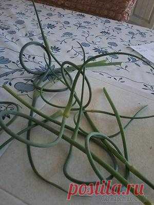 Закуска из чесночных стрелок Начался сезон уборки чесночных стрелок, а тут как раз наткнулась в инете на рецепт закуски из них. Немного он меня напряг, но решила попробовать т.к. раньше делала закуску пропуская стрелки через мясо...