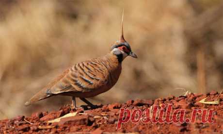 Сем. Голубиные (Columbidae)
Бронзовокрылый земляной голубь (Geophaps plumifera)