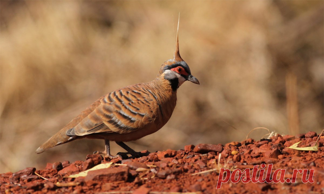 Сем. Голубиные (Columbidae)
Бронзовокрылый земляной голубь (Geophaps plumifera)