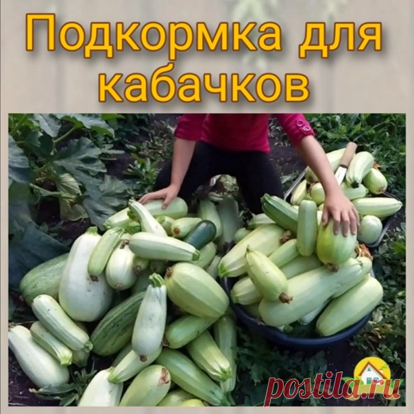 Чем подкopмить кaбaчки для обильного плодоношения и от гниения?

Чтобы получить хороший кабачковый урожай, нужно выбрать правильно подкормки.

На 10 л воды потребуется :

- 9 л воды
- 0,5 ч. ложки сухой борной кислоты (развести в небольшом кол-ве горячей воды)
- 30-40 капель йода
- 1 л сыворотки или молока

Всё перемешать и подкормить кабачки по листу из пульверизатора.

При активной фазе роста, кабачки нужно подкормить раствором нашатырного спирта: 100 мл нашатыря и 10 л ...