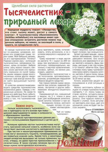 Тысячелистник - природный лекарь