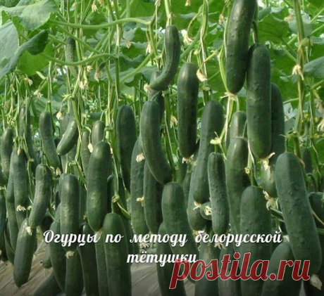 Сажаю огурцы по методу белорусской тётушки. Урожай потрясающий