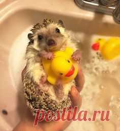 ♥ Pet Hedgehog ♥  Cute Hedgehog with rubber duckie