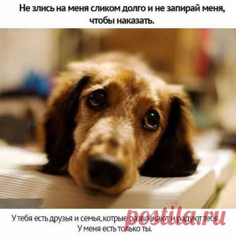 Берегите своих животных.Когда вы берете четвероногого малыша домой, он...