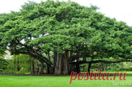 Баньян. Самый большой представитель обитает близ города Бангалор. Крона имеет площадь 1,2 га, а возраст растения – почти 400 лет.