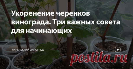 Укоренение черенков винограда. Три важных совета для начинающих Напомню, что две недели назад (28 февраля) я поставила черенки винограда на укоренения. Уточню регион – Самара, Самарская область. Для нас такие сроки слишком ранние, но у меня особые обстоятельства, слегка приморозила черенки и бросилась их спасать.
Сегодня займусь основными своими заготовками - пора, которые, к счастью, хранились в идеальных условиях.
Подведу итоги двух недель укоренения,