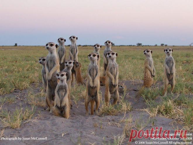 National Geographic Russia – Google+