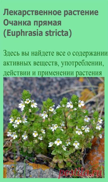 Лекарственное растение Очанка прямая (Euphrasia stricta). Однолетнее растение высотой 10-20 см с прямостоячим стеблем и дуговидно восходящими боковыми побегами, ветвящимися от основания. Листорасположение супротивное, листья голые, яйцевидные, с каждой стороны по 3-6 острых зубчиков, ко времени цветения увядают или опадают. Белые или бело-фиолетовые цветки с желтым пятном на 3-лопастной нижней губе.