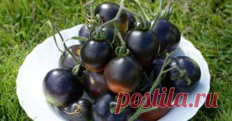 Черные томаты – секрет мужского долголетия Огородникам-мужчинам будет интересно узнать о полезных свойствах темных помидоров. Они, по мнению ученых, усиливают сексуальное желание и повышают потенцию. Чем еще привлекательны черные томаты?