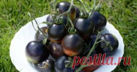 Черные томаты – секрет мужского долголетия Огородникам-мужчинам будет интересно узнать о полезных свойствах темных помидоров. Они, по мнению ученых, усиливают сексуальное желание и повышают потенцию. Чем еще привлекательны черные томаты?