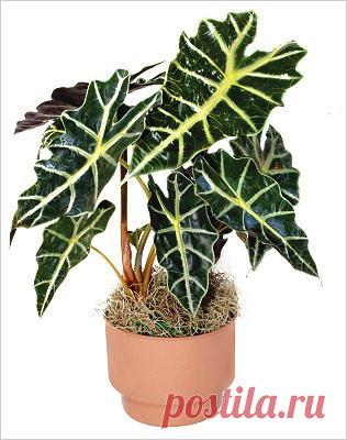 Алоказия. Основные виды и правила ухода