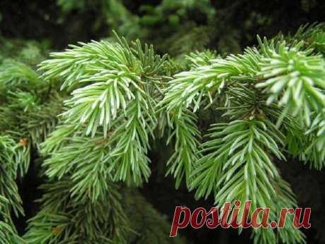 Целительная мазь из свежей хвои