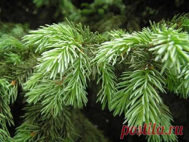 Целительная мазь из свежей хвои