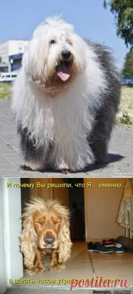 Душа собачника...