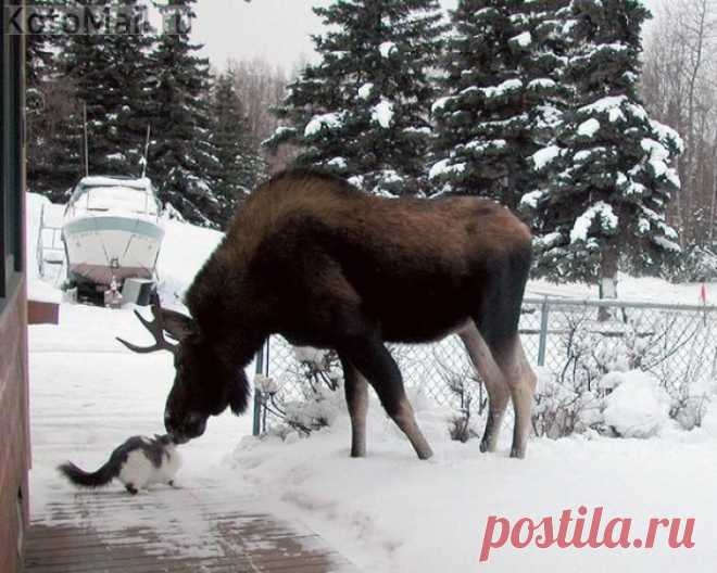 Лесной друг | KotoMail.ru
