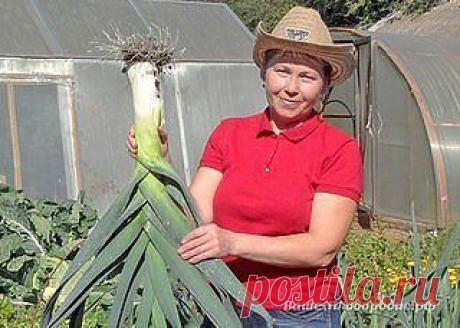 (2) Одноклассники