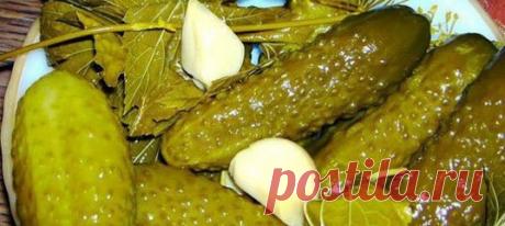 Елена Штучка