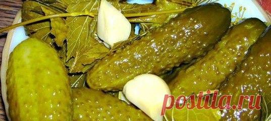 Елена Штучка