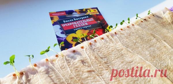 Виола Виттрока (анютины глазки) из семян: 7 «золотых» правил при выращивании рассады