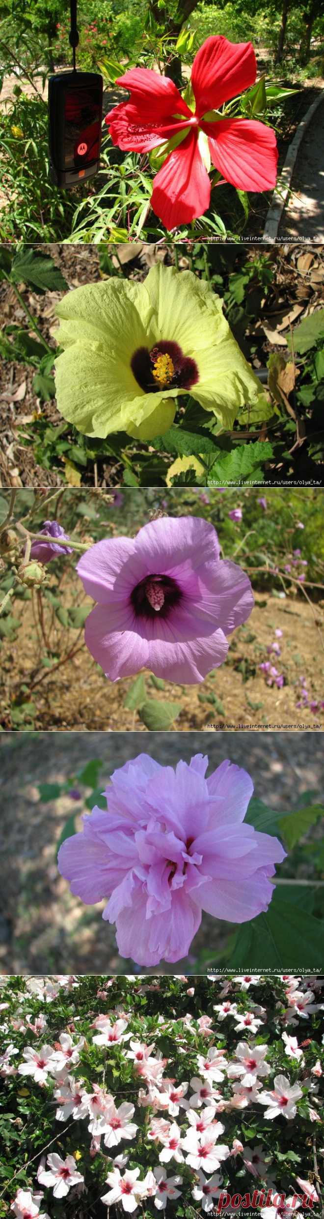 Гибискусы из Ботаники.