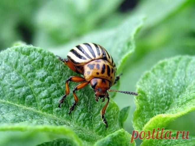 Как избавится от колорадского жука без химии