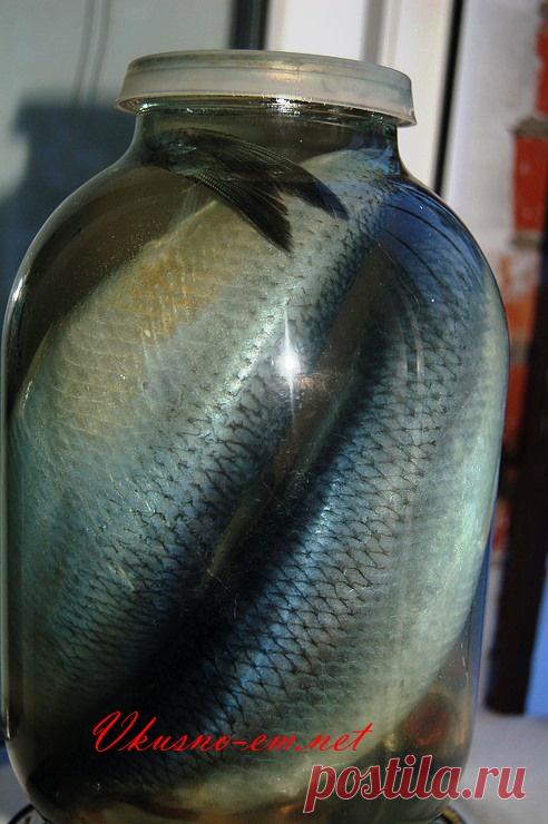 Малосольная селёдка в домашних условиях