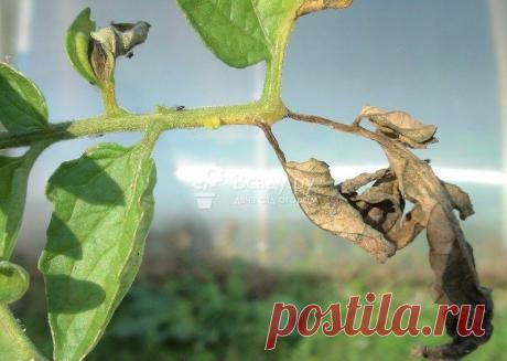 Народные средства от фитофторы томатов: чем обработать помидоры, как бороться, препараты от фитофтороза, профилактика и лечение, фото и видео | Кролики и кролиководство