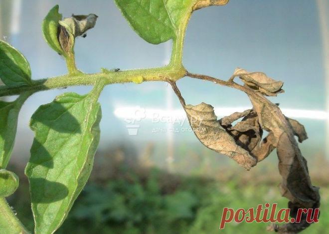 Народные средства от фитофторы томатов: чем обработать помидоры, как бороться, препараты от фитофтороза, профилактика и лечение, фото и видео | Кролики и кролиководство