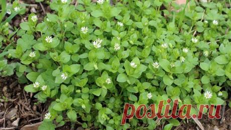 Знакомая всем трава мокрица: полезные свойства, причины не называть растение сорняком