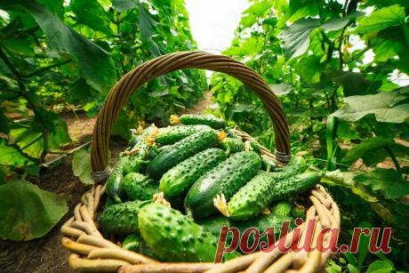 Уход за огурцами в августе для продления плодоношения. - АО «Фертика»
