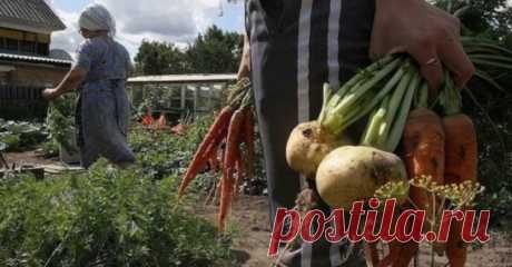 Зола чудо помощница или защита от всех огородных напастей.
Берете 0,5 л банку золы на ведро воды ,настаиваете 2-е суток,периодически перемешивая. Затем ,сливаете осторожно прозрачный р-р в другое ведро и доливаете до 10 л. Этим растворомром можно обрабатывать все абсолютно, на его основе готовить любые обработки ,даже от вредителей. Зола имеет до 30 микроэлементов . А для обработки виноградника - это вообще вещь не заменимая. 
Еще один рецепт, который я использую на огурцах ,когда желтеют конц