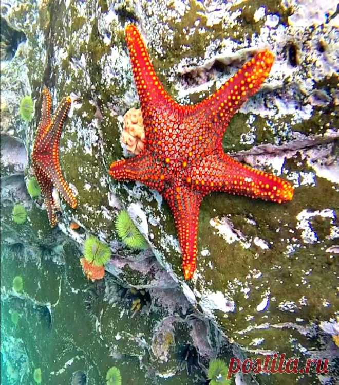 Удивительный мир, скрывающийся под водой