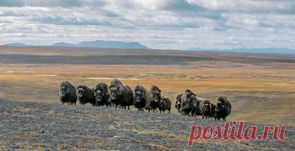 Стадо овцебыков в предгорьях Бырранга, Восточный Таймыр. Снимал Виталий Горшков: nat-geo.ru/community/user/30537