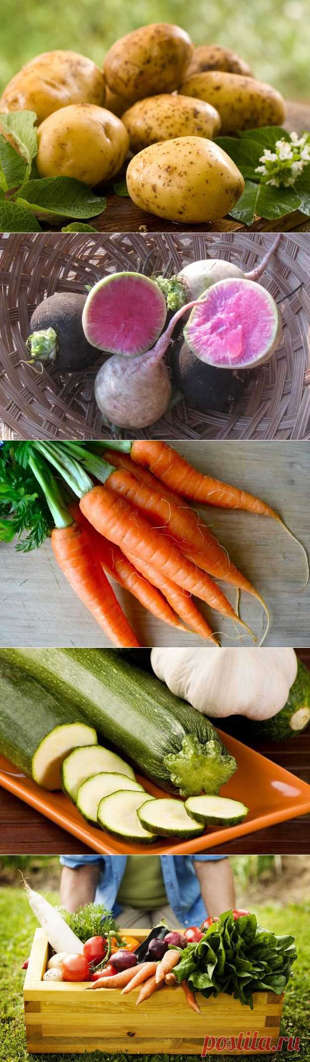 Уменьшаем содержание нитратов в продуктах: 5 полезных советов / Будьте здоровы