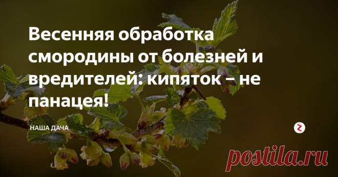 Весенняя обработка смородины от болезней и вредителей: кипяток – не панацея!  Я и сама писала материалы о важности обработки смородиновых кустов кипятком ранней весной – эта простая эффективная процедура практически на сто процентов справляется с такой распространенной проблемой, как почковый клещ. Однако, кипяток не в состоянии справится с целым рядом заболеваний – той же мучнистой росой или, к примеру, полосатой мозаикой. Кроме почковых клещей есть и другие вредители