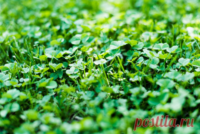 Как обогатить почву без химии: правильно выбираем и сажаем сидераты | О Фазенде | Пульс Mail.ru Повысить плодородность истощенной частыми посадками почвы можно комплексами минеральных удобрений или использовать альтернативный вариант —...